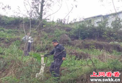 涪陵村民意外捕获白狐 究竟从何而来