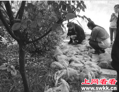 市民欲在北大未名湖放生巴西龟 却被校方制止