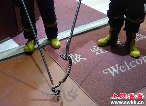 银环蛇