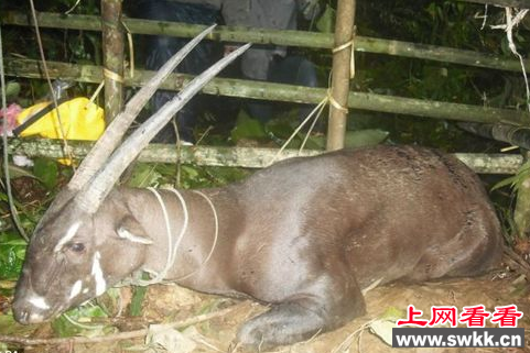 武广牛