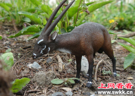 武广牛