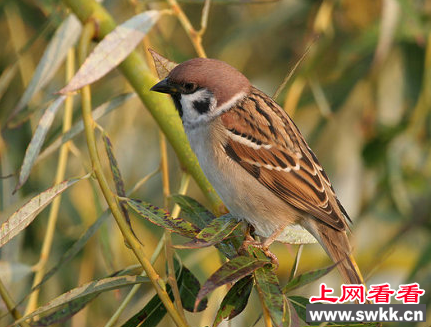 山麻雀