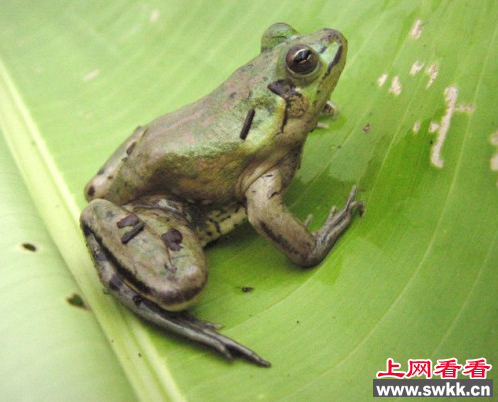 奇异多指节蛙