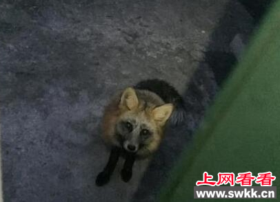 调皮狐狸闯入家中 打断主人洗澡