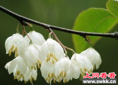 银钟花