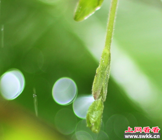 金银花藤