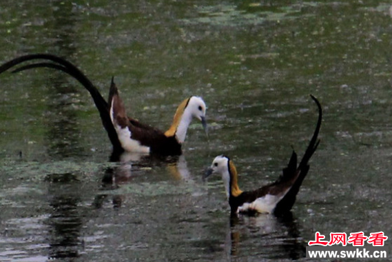 水雉