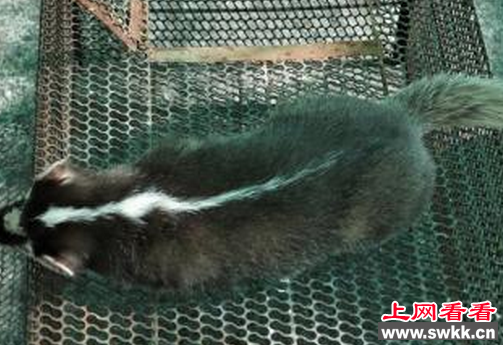 鼬獾