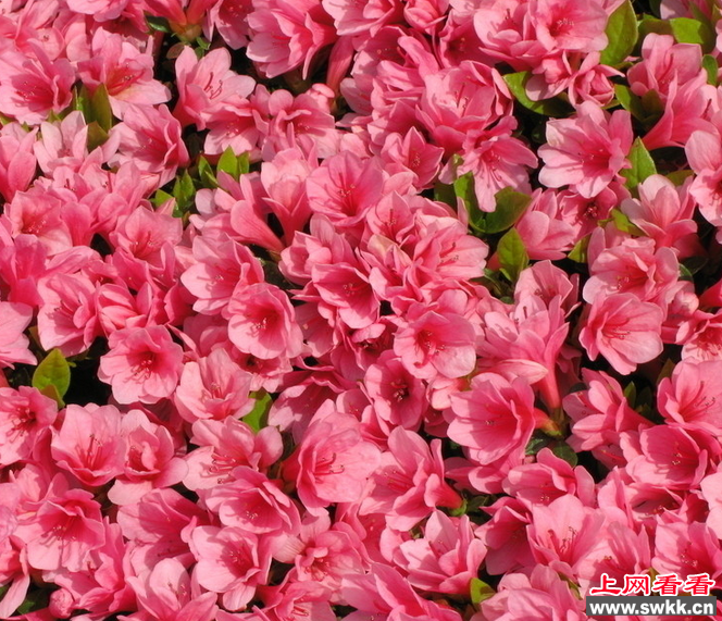杜鹃花