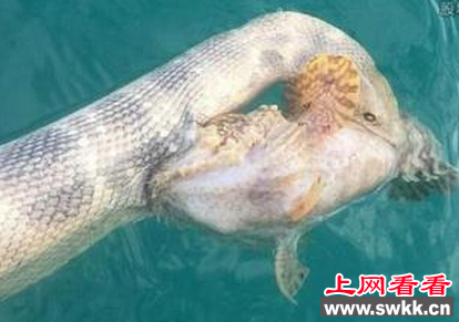 石鱼海蛇大战 结局竟是双双阵亡