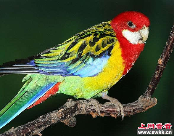 虎皮鹦鹉