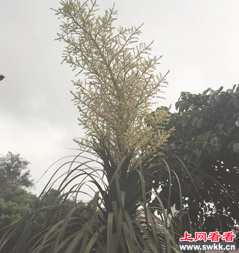 酒瓶兰