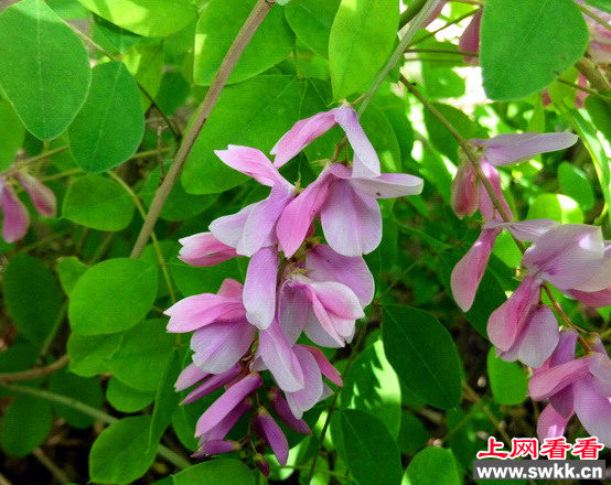 花木蓝