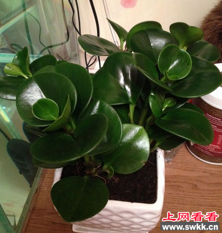 碧玉花