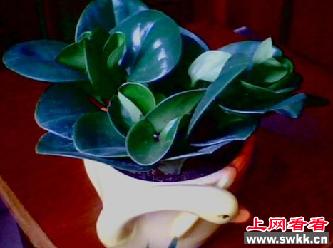碧玉花
