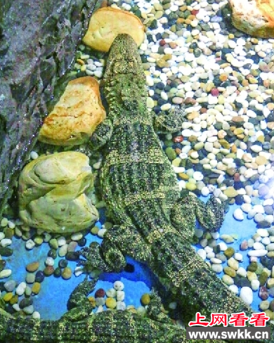 扬子鳄