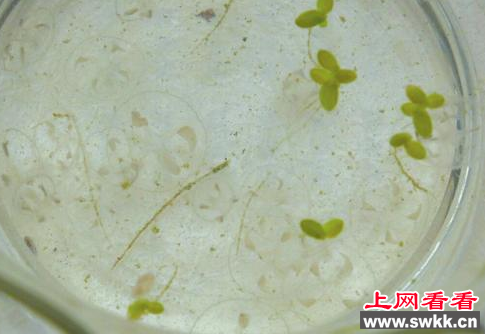 桃花水母