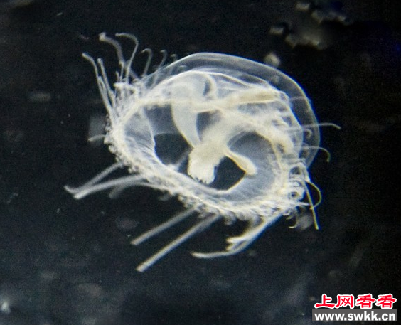 桃花水母