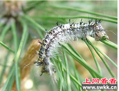 松毛虫