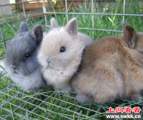 荷兰侏儒兔