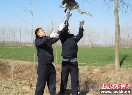 苍鹭