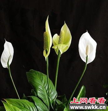 一帆风顺花