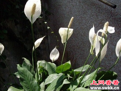 一帆风顺花