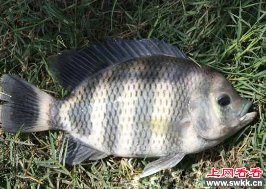 苏眉