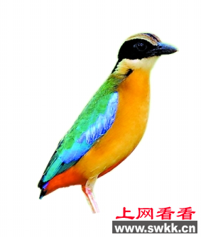 蓝八色鸫