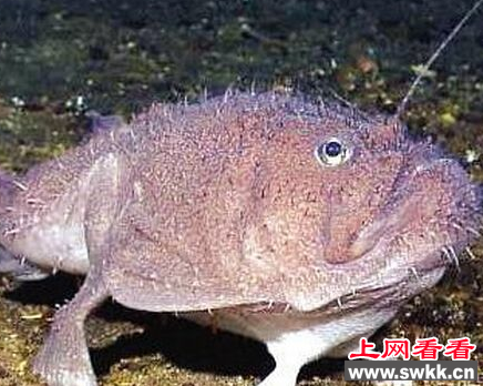 黑角安康鱼