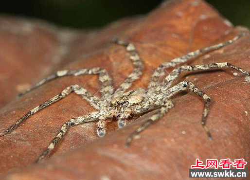 飞天蜘蛛
