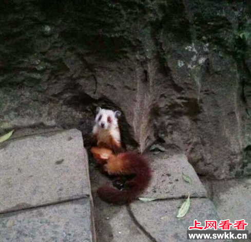 飞鼠