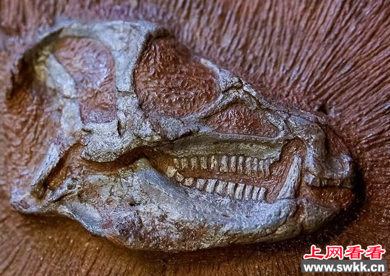 畸齿龙骨骼化石
