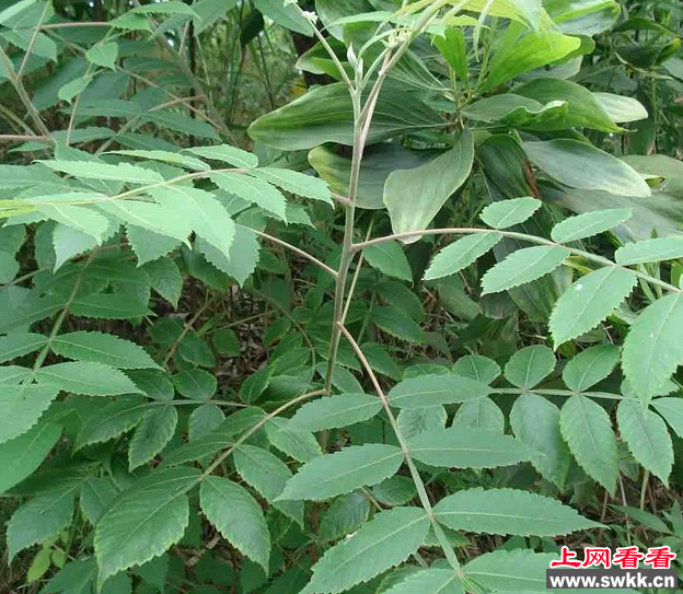 盐肤木