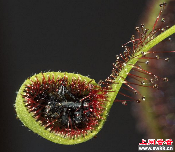 茅膏菜