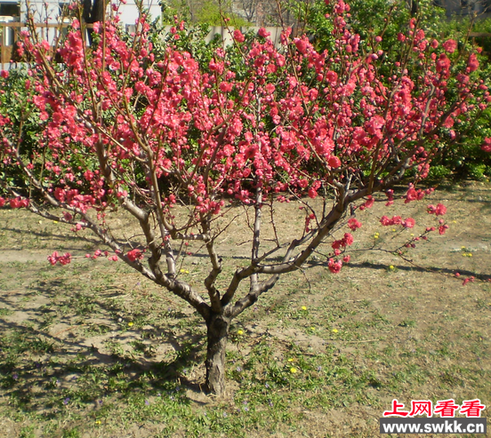 碧桃
