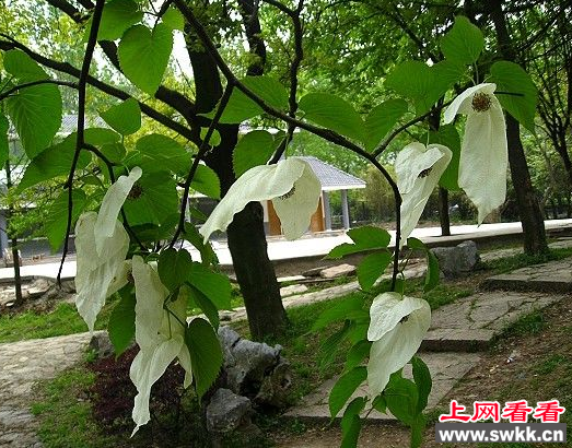 鸽子树