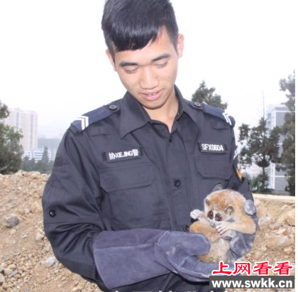 蜂猴病倒路边 警民合力救助