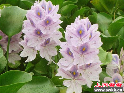 凤眼莲