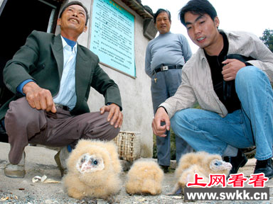 猴面鹰雏鸟被放归山林