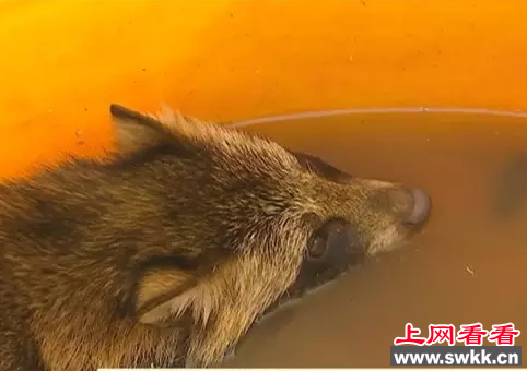 貉