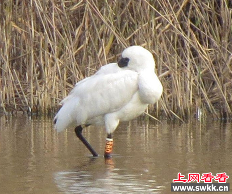 黑面琵鹭