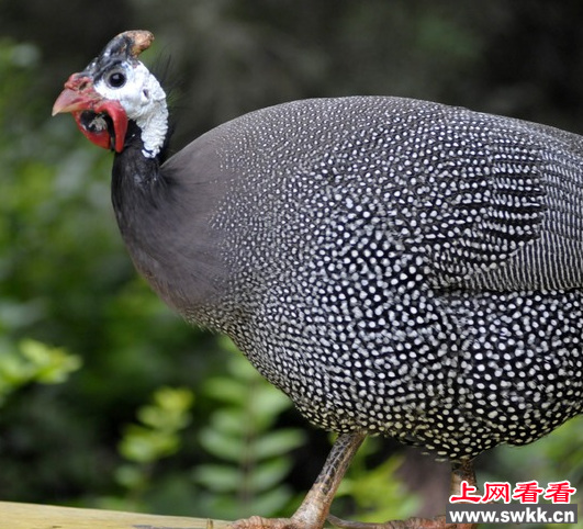 珍珠鸡