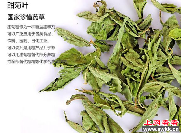 甜菊叶