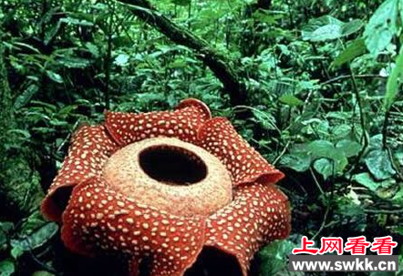 尸臭花