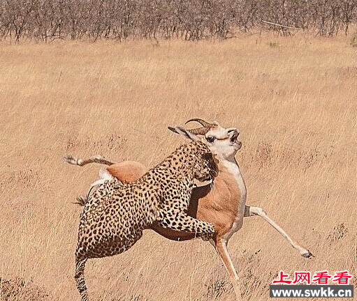 ޱ