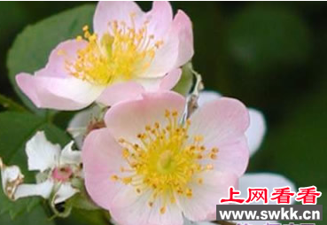 野蔷薇