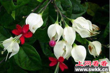 龙吐珠