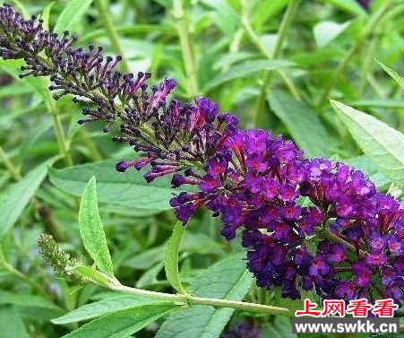 奇了！四方麻竟能捕鱼