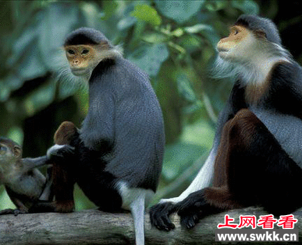 白臀叶猴